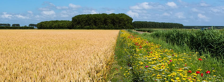 Hoeksche Waard