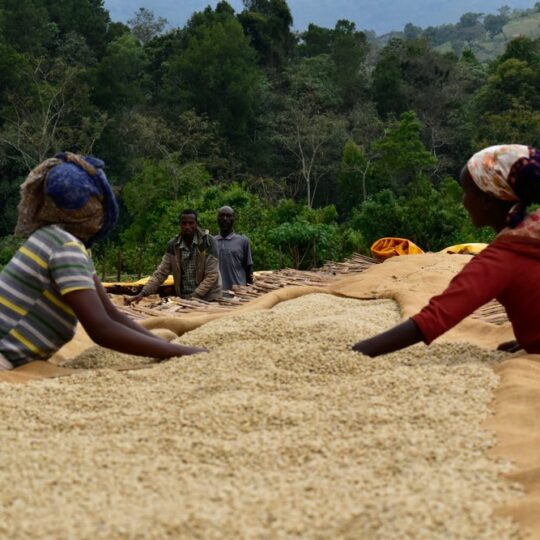 Koffie Ethiopië
