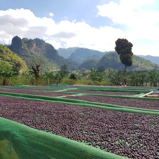 Koffiebedden Myanmar
