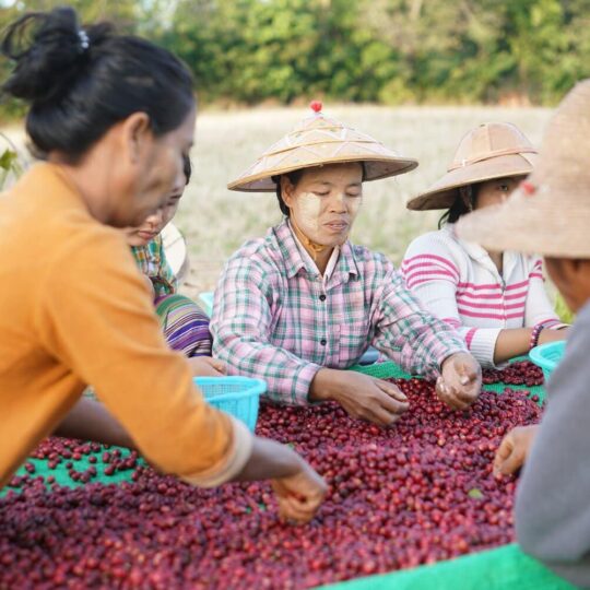 Hand gesorteerd koffie myanmar