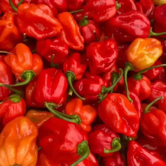 Tomasu Sambal pepers