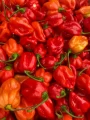 Tomasu Sambal pepers